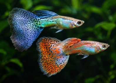 Guppy mâle select mix grass