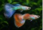 Guppy mâle select mix grass
