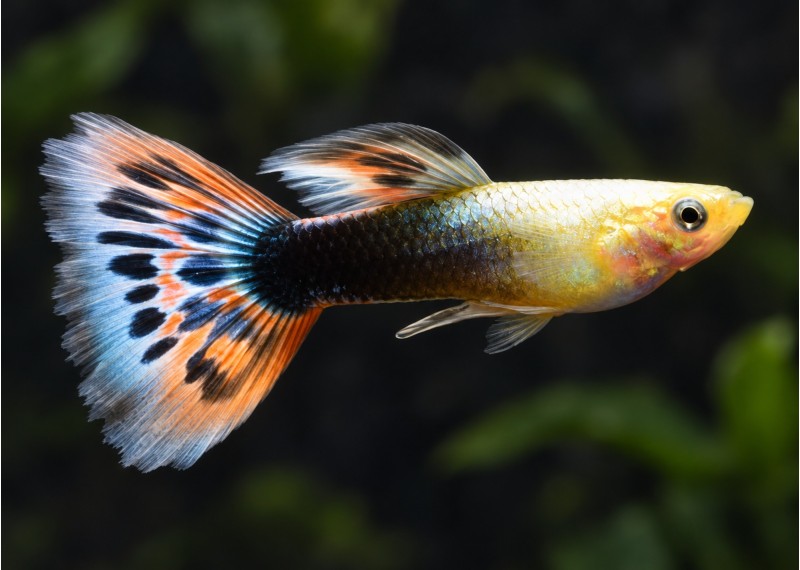 Guppy mâle sunray tuxedo