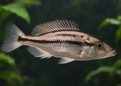 Dimidiochromis compressiceps