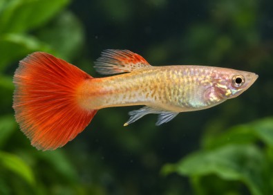 Guppy mâle cobra red tail