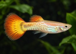 Guppy mâle premium Eur....