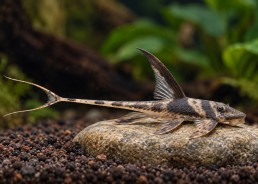 Lamontichthys llanero