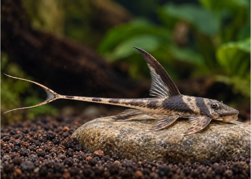 Lamontichthys llanero
