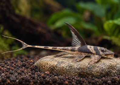 Lamontichthys llanero